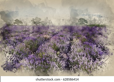 Watercolor painting of Stunning dramatic foggy sunrise landscape over lavender field in English countryside