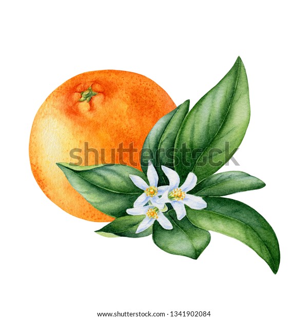 Watercolor Painting Tangerine Fruit On White Stock Illustration 1341902084