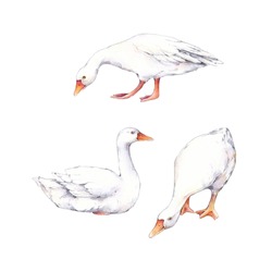 Watercolor Painting With Three White Geese On A White Background . Watercolor Illustration