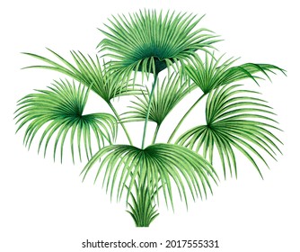 Watercolor painting tree coconut,palm leaf,green leave isolated on white background.Watercolor hand painted illustration tropical exotic leaf for wallpaper vintage Hawaii style pattern.