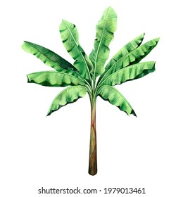 Watercolor painting tree,banana leaves isolated  background.Watercolor hand painted illustration ,green leaves tropical exotic palm leaf for wallpaper vintage Hawaii style pattern.With clipping path