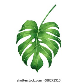 白い背景に水彩画の熱帯 ヤシの葉 モンステラ 緑の葉 水彩画の手描きのイラスト 壁紙ビンテージハワイスタイルの熱帯の珍しい葉 切り取り線付き の イラスト素材 Shutterstock 白い背景に水彩画の熱帯 ヤシの葉 モンステラ 緑の葉 水彩画の手描きのイラスト 壁紙ビンテージハワイスタイルの熱帯の珍しい葉 切り取り線付き の イラスト素材 Shutterstock