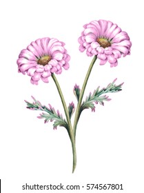 白い背景に菊の花2花の水彩画 のイラスト素材 Shutterstock