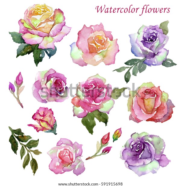 Watercolor Painting Vintage Roses Stock Illustration 591915698