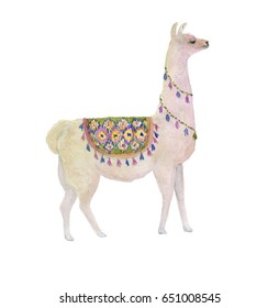 Watercolor Painting White Llama