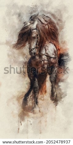 Watercolor painting. white purebred arabian horse