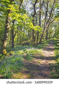 Watercolor Painting Of A Woodland Path Running Though A Carpet Of Wild English Bluebells And Vibrant Spring Beech Trees In Bright Sunlight