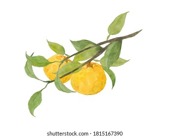 Watercolor Painting Of Yuzu Fruits Isolated