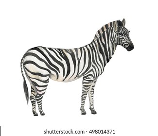 Watercolor Painting Zebra Isolated On White