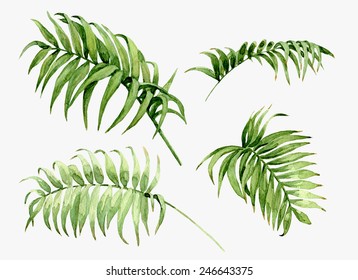 Watercolor Palm Leaves Isolated On White.