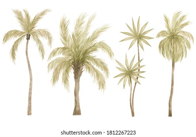 Watercolor palm tree in green color isolated on white background. Vintage coconut trees. Floral tropical jungle.