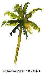 Watercolor  Palm Tree Hand Painted Isolated On White  Background.