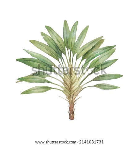 Watercolor palm tree. Hand painted exotic green branches isolated on white background. Botanical illustration. Printable artwork