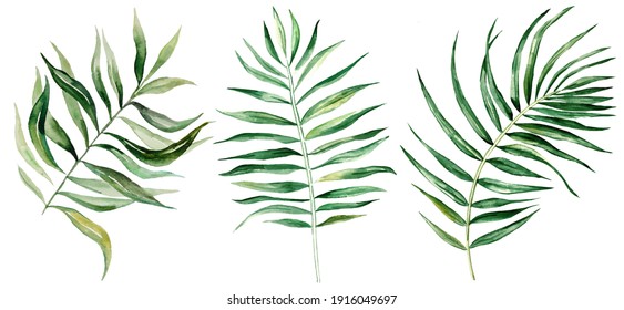 Watercolor Palm Tropical Leaves Set Illustration  Isolated 