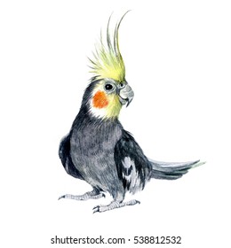 Watercolor Parrot cockatiel isolated on a white background illustration.