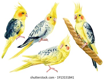 Watercolor parrots on isolated background, cockatiel parrot, hand drawing