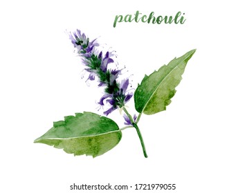 patchouly