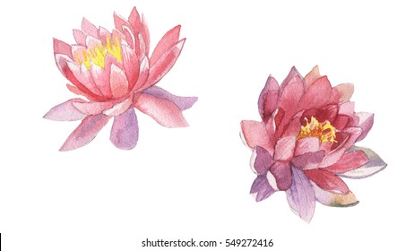 watercolor pattern lotus hand painted isolated on white background