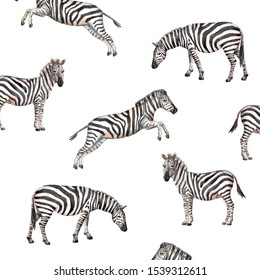 Watercolor Pattern With Zebra On White