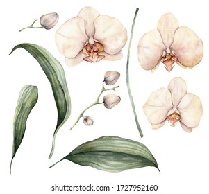 Watercolor peach and creamy orchids. Hand painted tropical flowers, branches, leaves and buds isolated on white background. Floral illustration for design, print, fabric or background.
