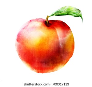 Watercolor Peach On White