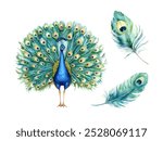 Watercolor peacock. Illustration clipart isolated on white background.