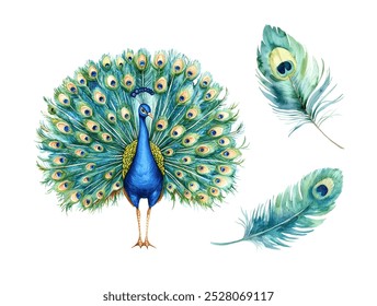 Watercolor peacock. Illustration clipart isolated on white background.