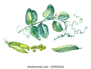 Watercolor Peas
