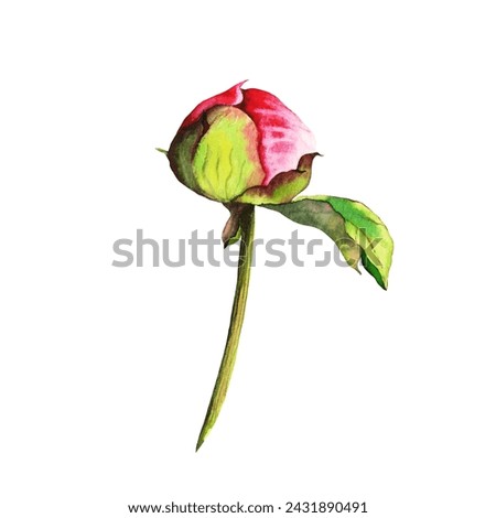 Watercolor peony bud Flower in pink and green colors. Hand drawn floral illustration on isolated background for greeting cards or wedding invitations. Botanical drawing for decoration design