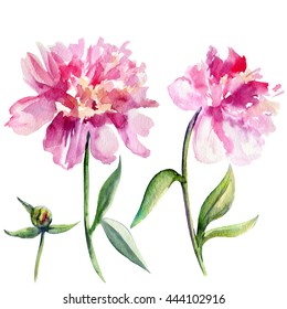 15,869 Water color peonies Images, Stock Photos & Vectors | Shutterstock