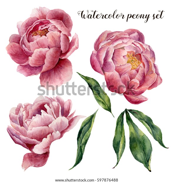 Watercolor Peony Set Vintage Floral Elements Stock Illustration