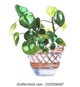 Watercolor  Peperomia Raindrop Plant Illustration Isolated On White. Botanical Illustration. Home Potted Plant. Nature Trend. Hand Drawn Hand Painted Watercolor Clipart. House Plant. Urban Jungle.