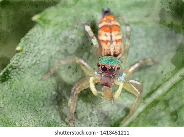 Watercolor Picture Colorful Jumping Spider and Prey Green Leaf