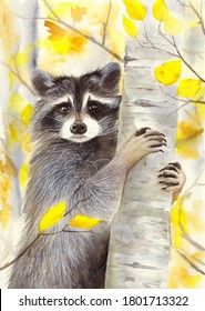 Watercolor picture of a cute racoon on a birch tree with autumn yellow background

