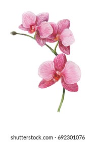 Watercolor Picture Of Pink Orchid