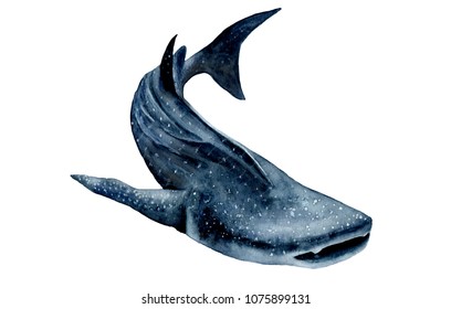 Watercolor Picture. Whale Shark. Rhincodon Typus