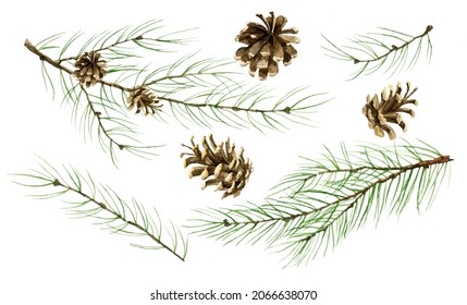 Watercolor Pine Branches with Pinecones. Hand drawn set with Spruce leaves and Cones. Fir tree on white isolated background