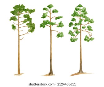 Watercolor Pine Tree Set. Hand Drawn Tall Green Conifer Plants Isolated On White Background. Woodland Nature Illustration. Summer Forest Clipart For Card, Invitation, Poster, Design