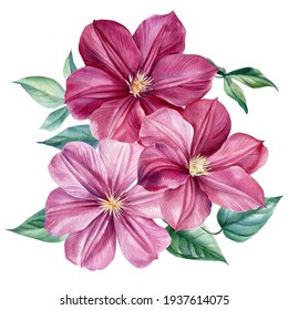 Watercolor Pink Clematis Flowers On An Isolated White Background. Hand Painted Botanical Illustration.