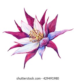 watercolor pink flower, cactus flower, beautiful illustration, isolated object on a white background,