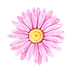 Watercolor Pink Flower Of Gerbera. Illustration For The Design Of Postcards, Logos, Websites, Printed Products, Etc.