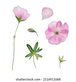 watercolor pink geranium flower  Botanical handdrawn illustration for design  greeting cards invitations in gentle wildflowers style
