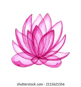 Watercolor Pink Lotus Flower With Transparent Petals.