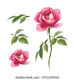 Watercolor pink rose. Flower illustration.