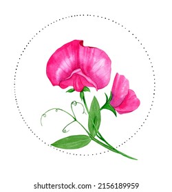 Watercolor pink sweet pea in circle frame with dot border