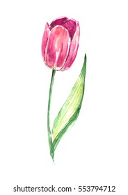 Watercolor Pink Tulip Stock Illustration 553794712 | Shutterstock