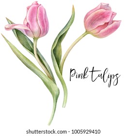 Watercolor Pink Tulips.