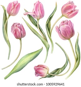 Watercolor Pink Tulips.