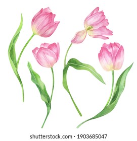 Watercolor Pink Tulips. Spring Flowers Set