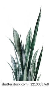 Watercolor Plant Sansevieria